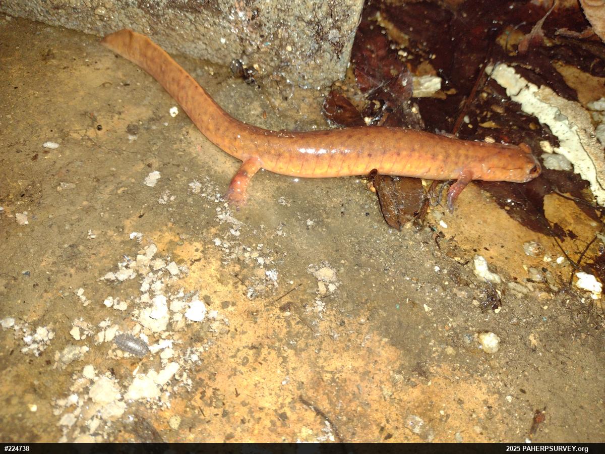 Northern Spring Salamander