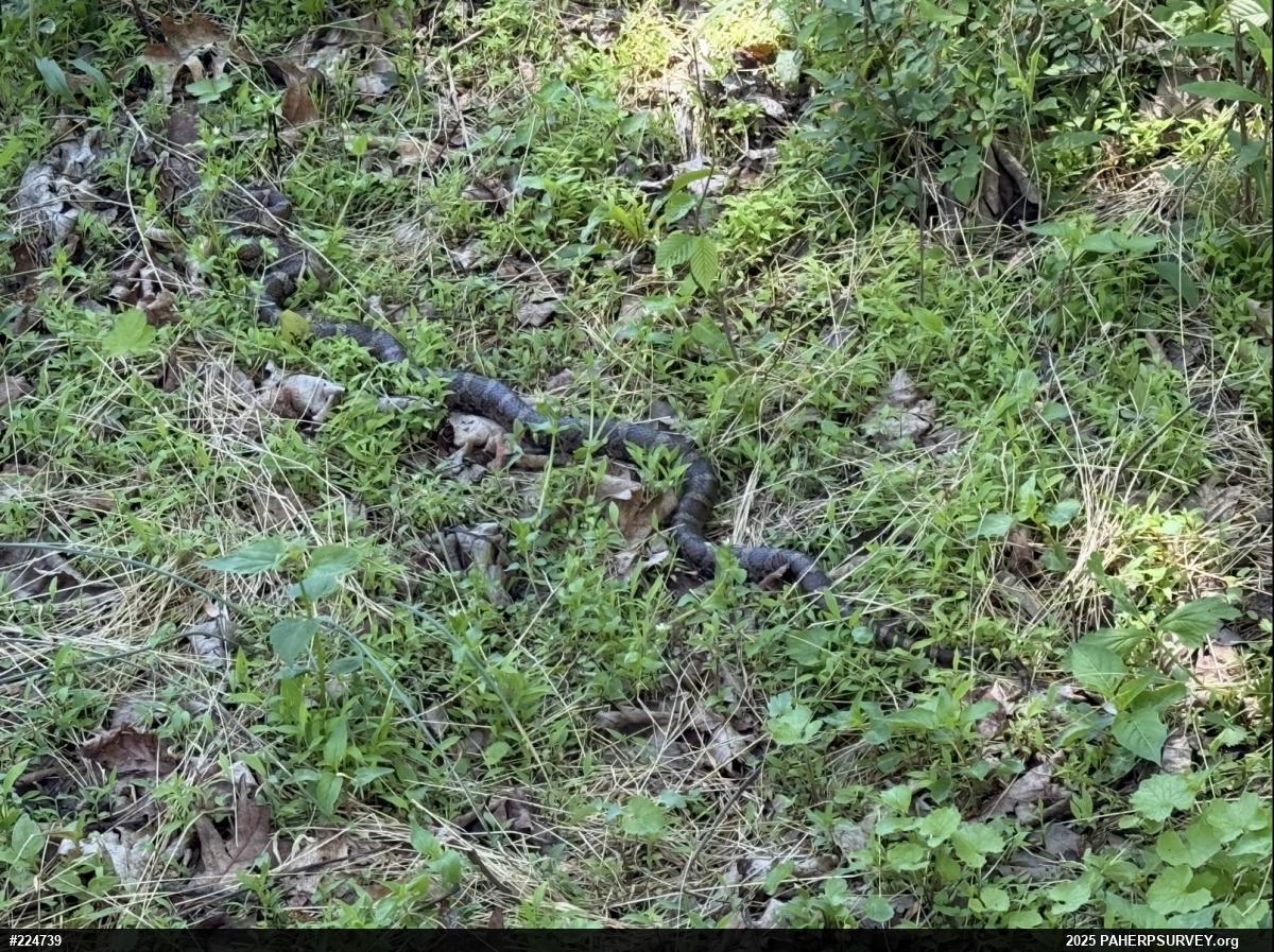 Eastern Milksnake