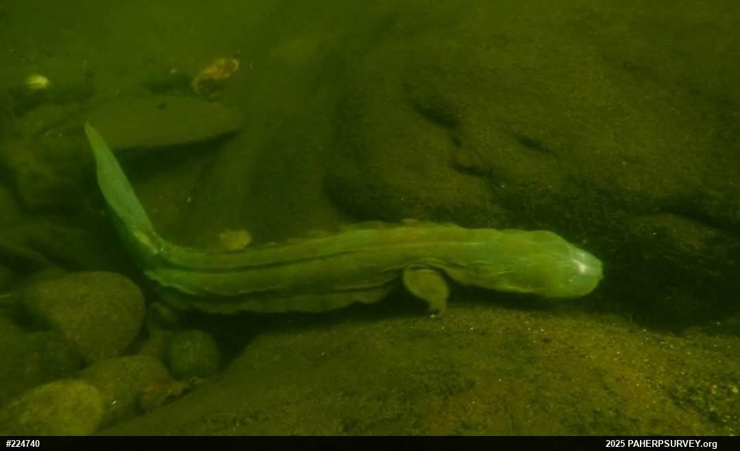 Eastern Hellbender