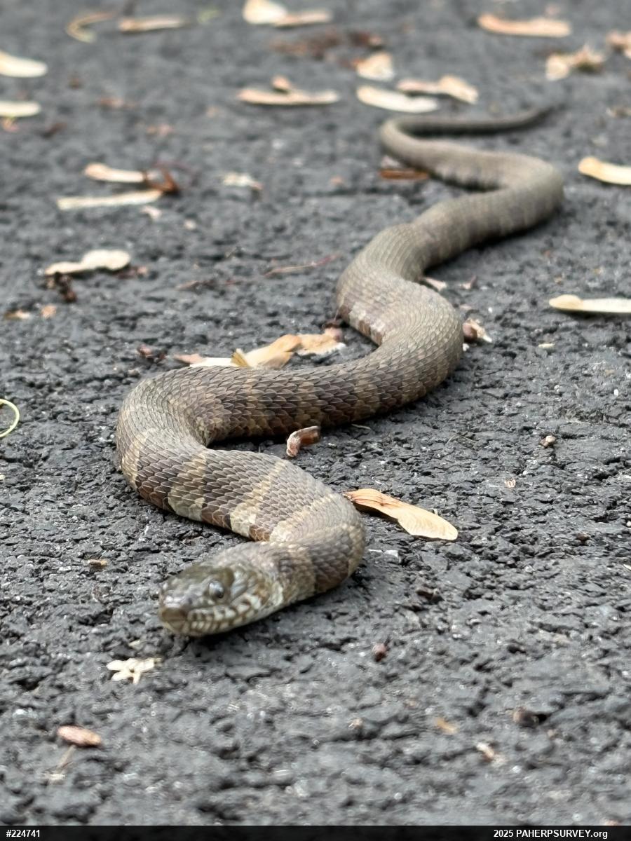 Northern Watersnake