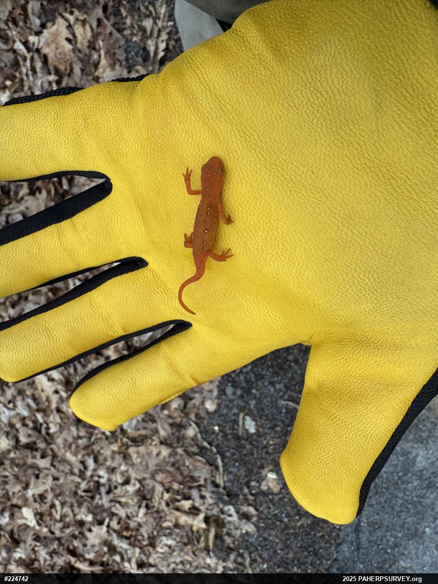 Red-spotted Newt