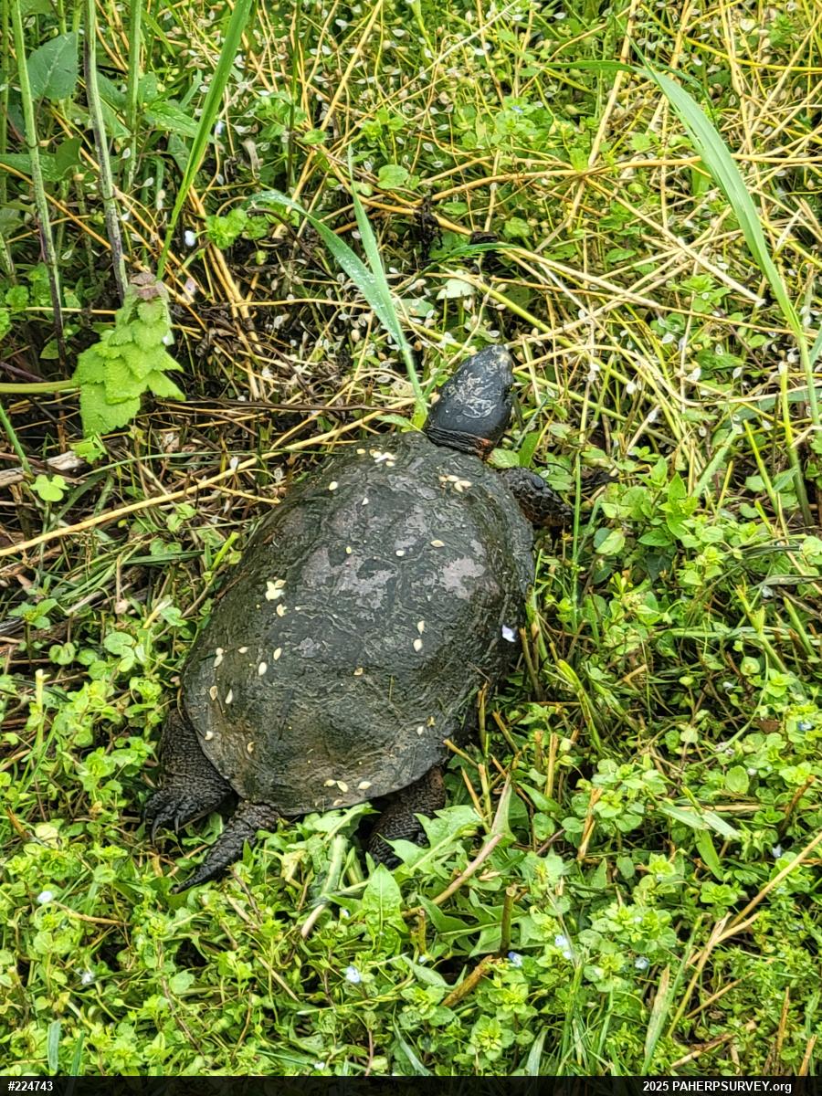 Wood Turtle