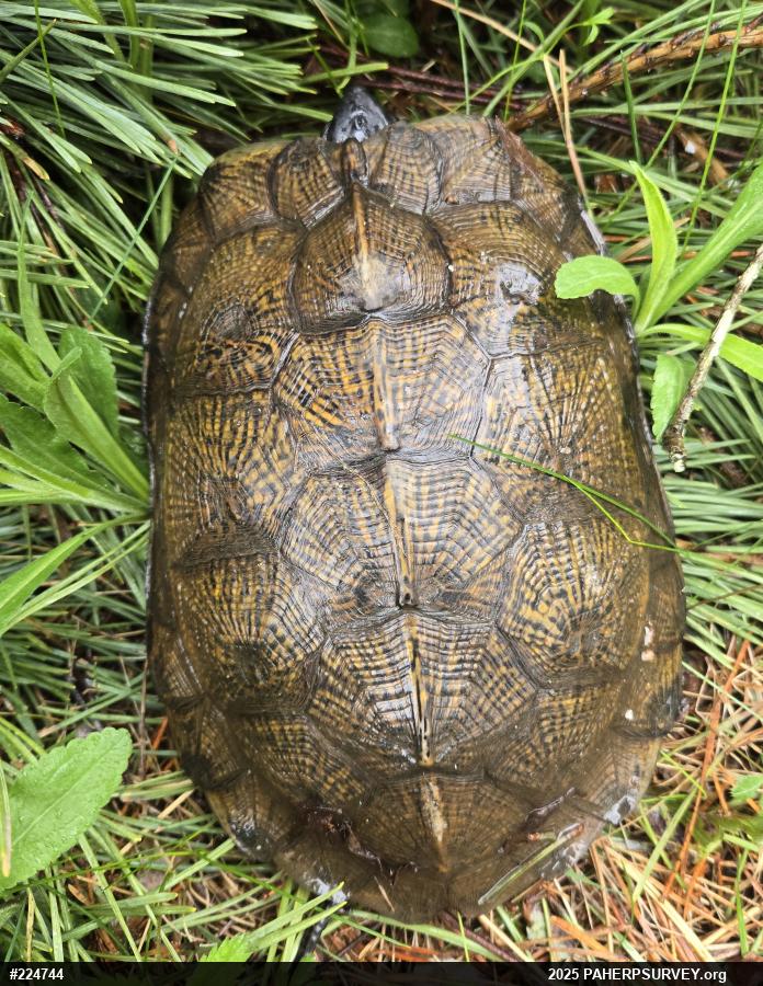 Wood Turtle