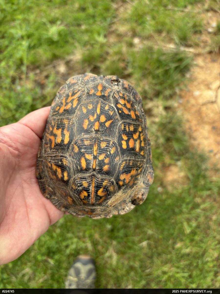 Eastern Box Turtle