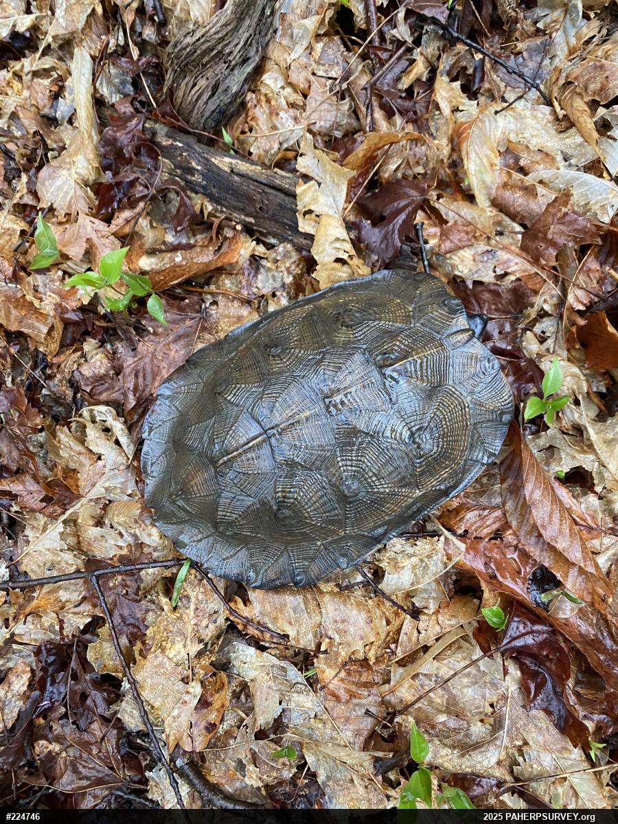 Wood Turtle