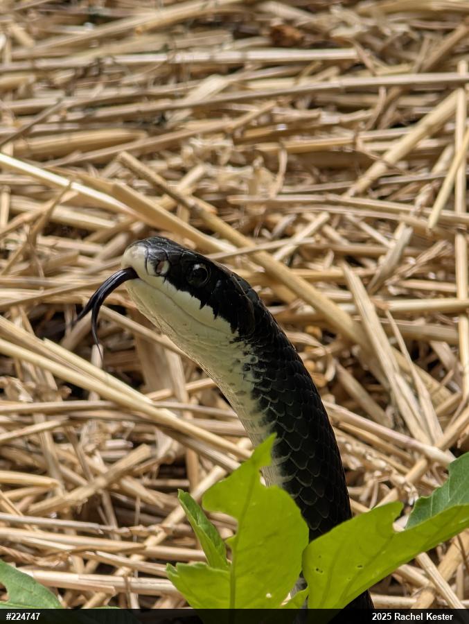 Northern Black Racer