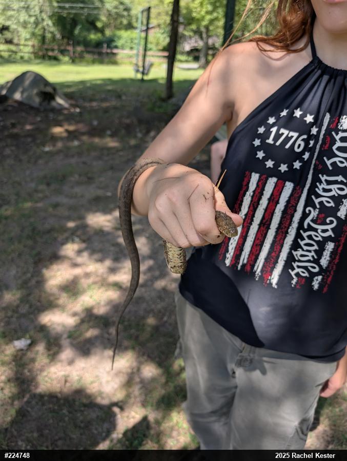 Northern Watersnake