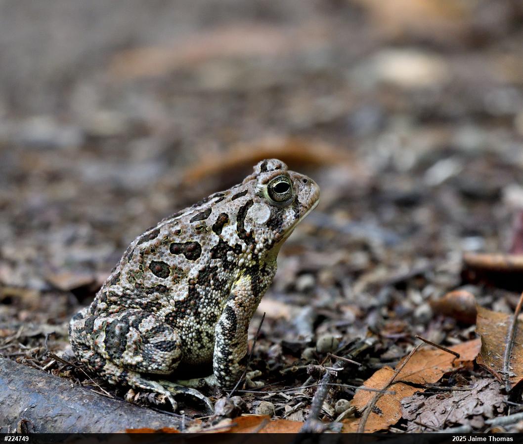 Fowler's Toad