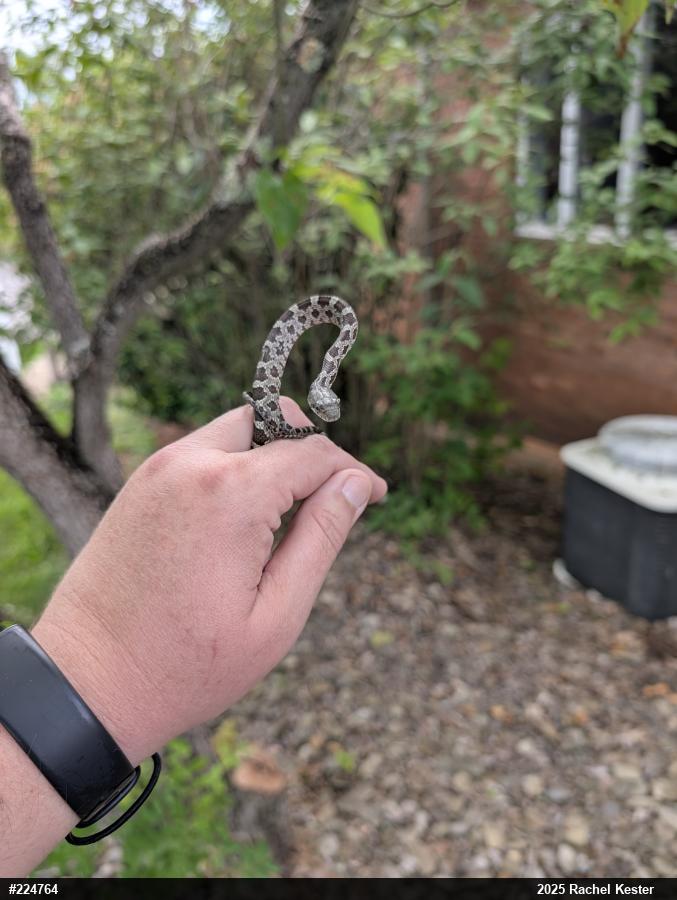 Eastern Ratsnake