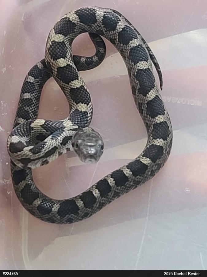 Eastern Ratsnake