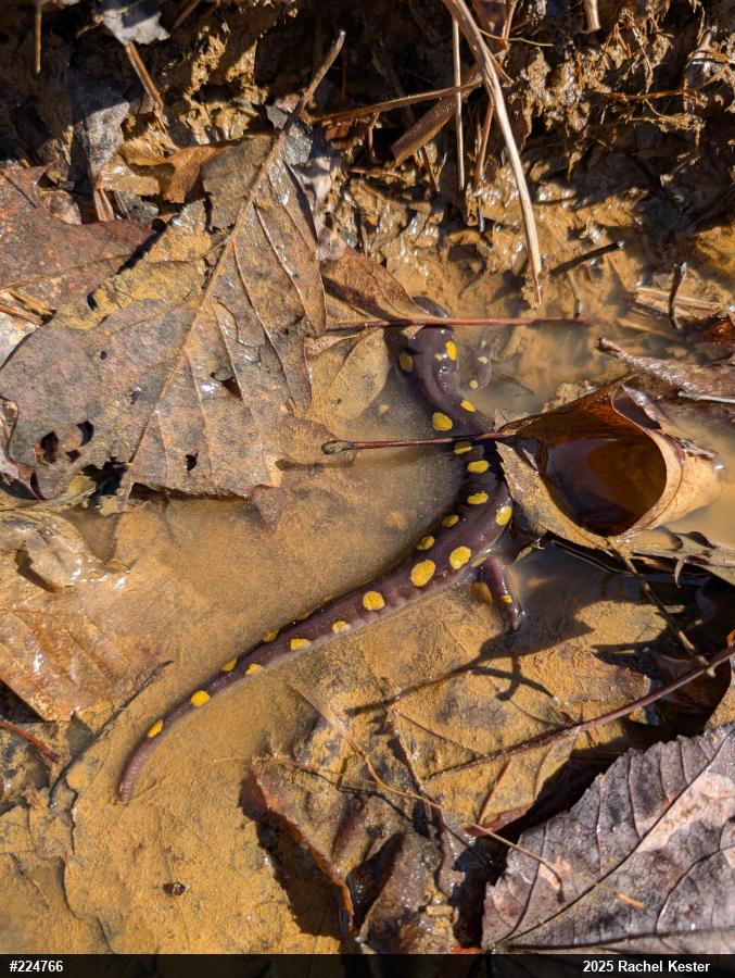 Spotted Salamander
