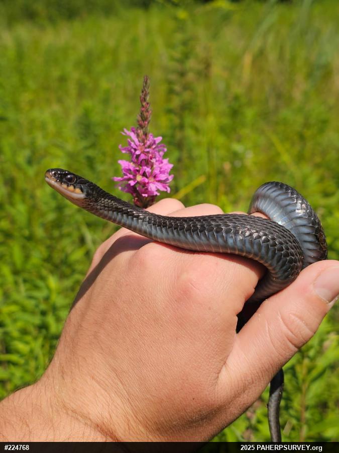 Eastern Gartersnake