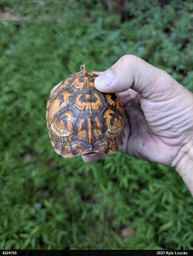 Eastern Box Turtle