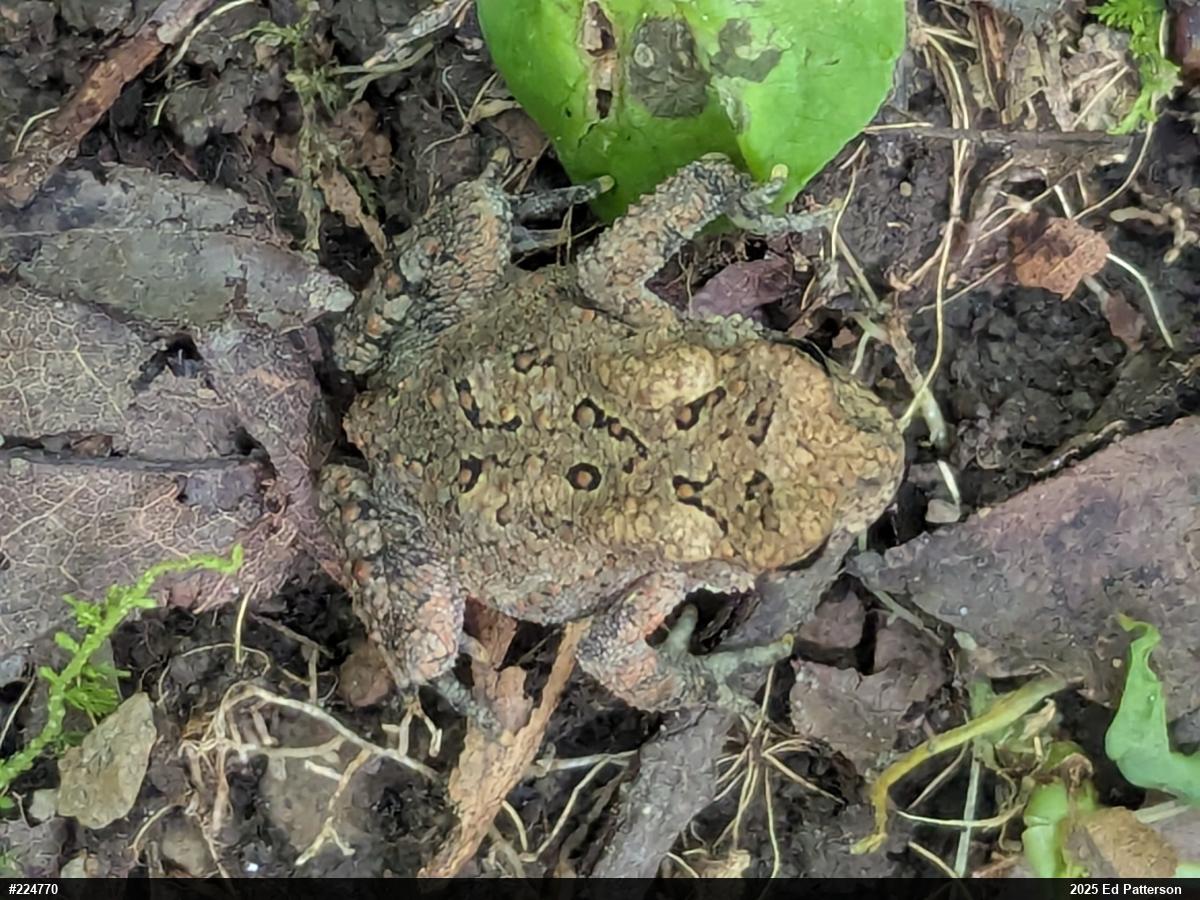 Eastern American Toad