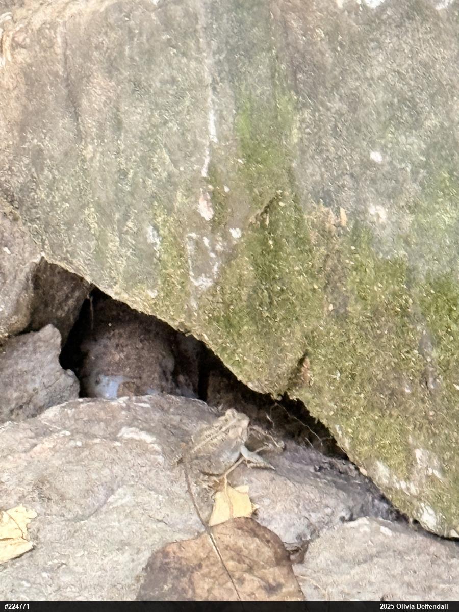 Eastern American Toad
