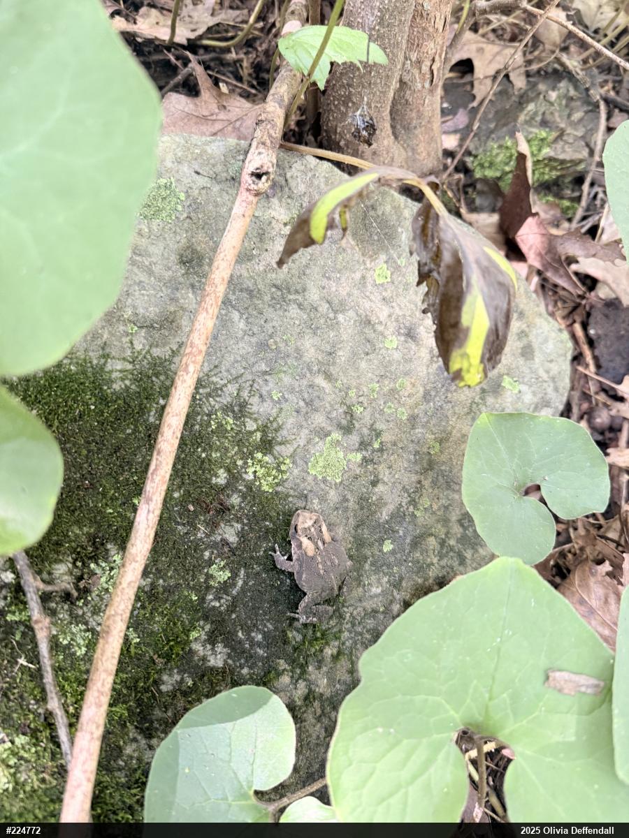 Eastern American Toad