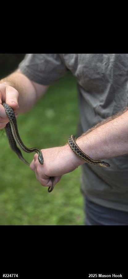 Eastern Gartersnake