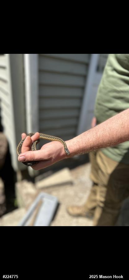 Eastern Gartersnake