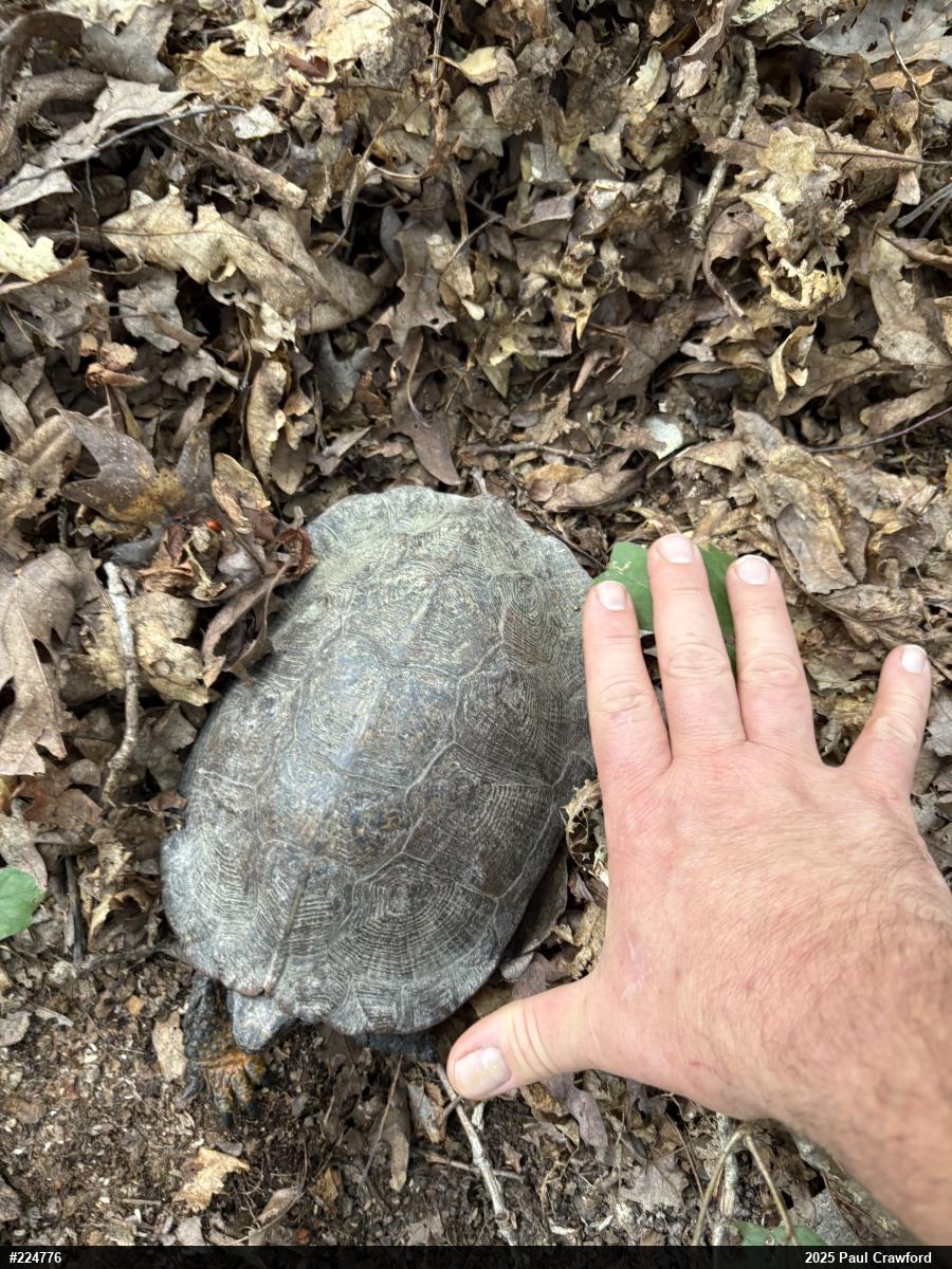 Wood Turtle
