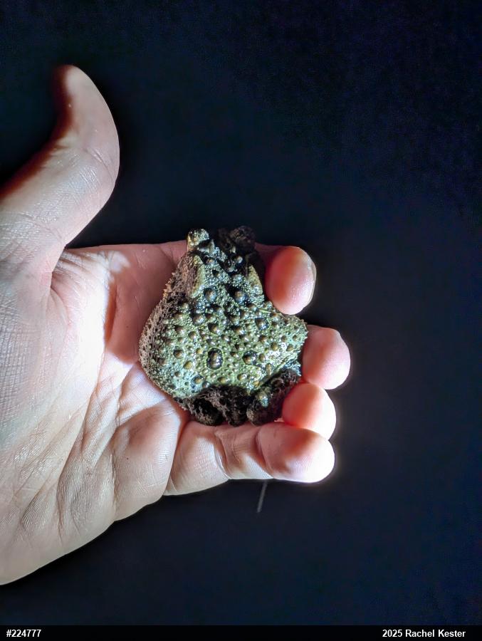 Eastern American Toad