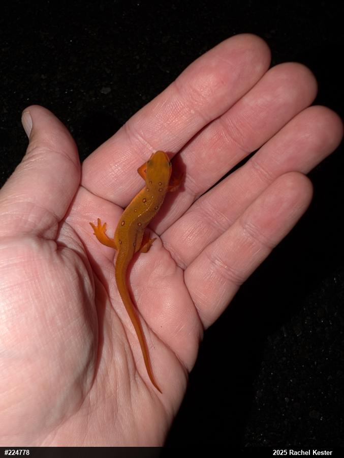 Red-spotted Newt