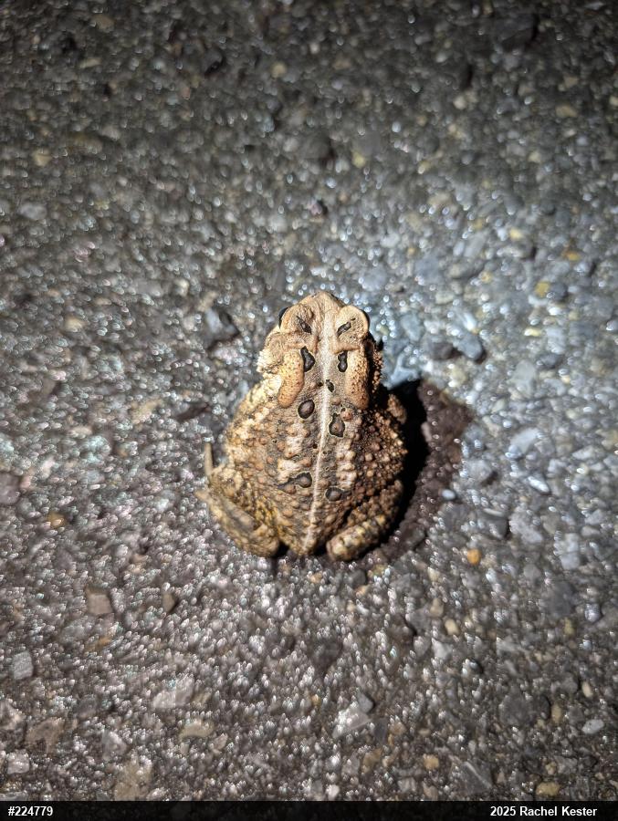 Eastern American Toad