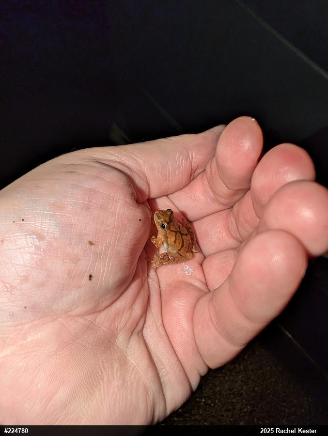 Spring Peeper