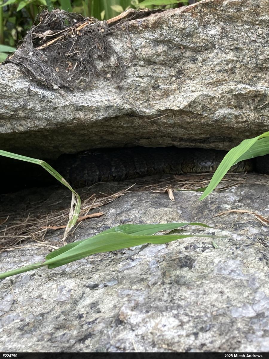 Northern Watersnake