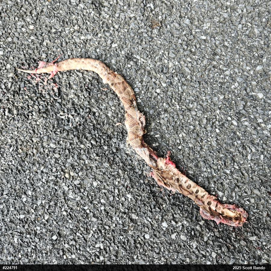 Northern Copperhead