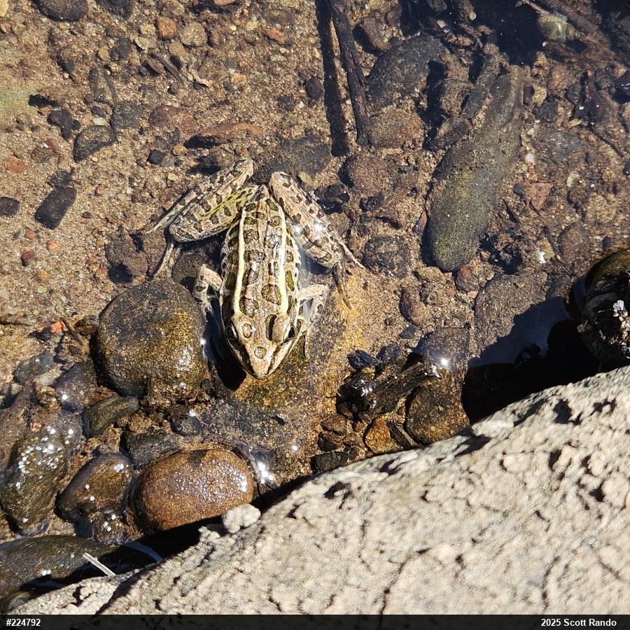 Pickerel Frog
