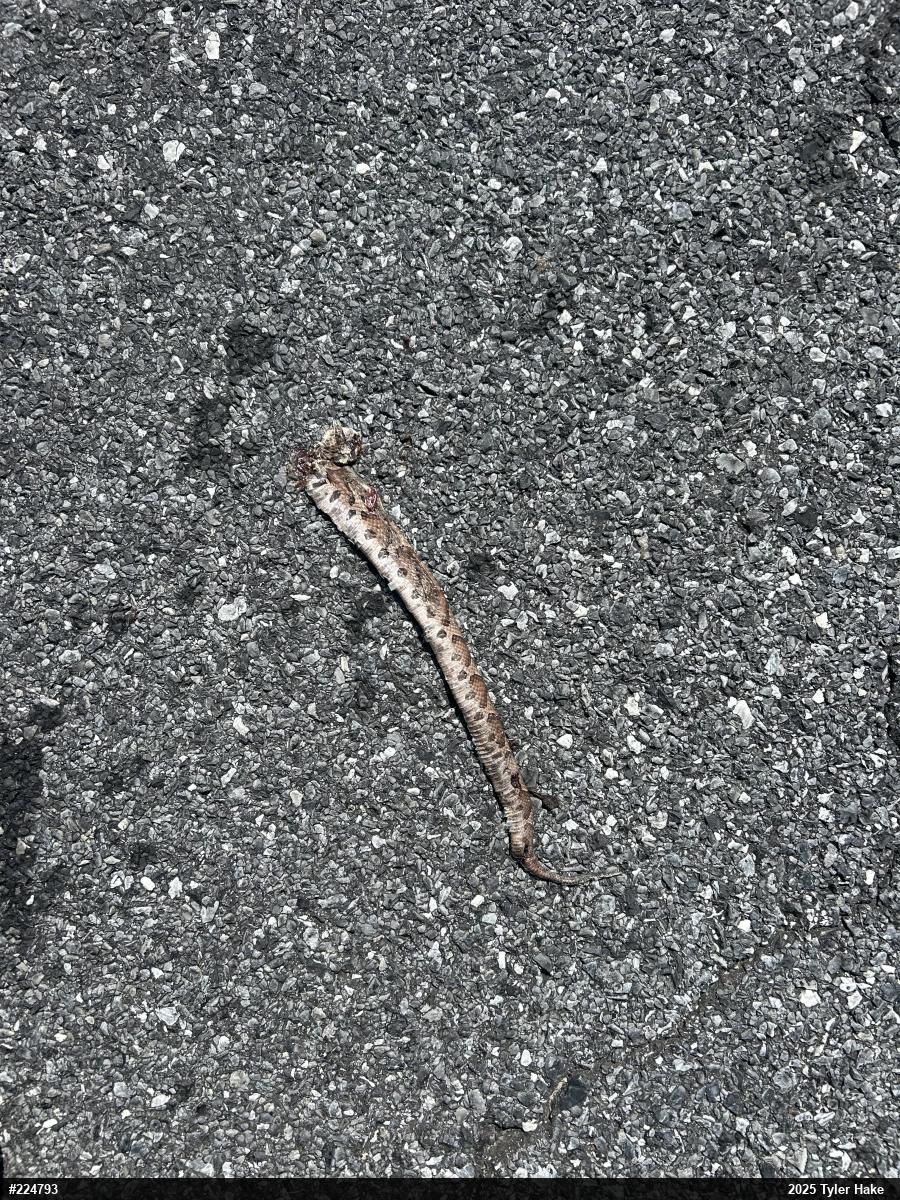 Northern Copperhead