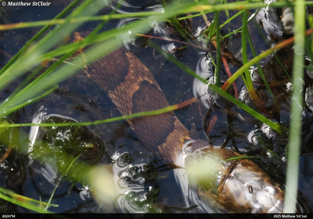 Northern Watersnake