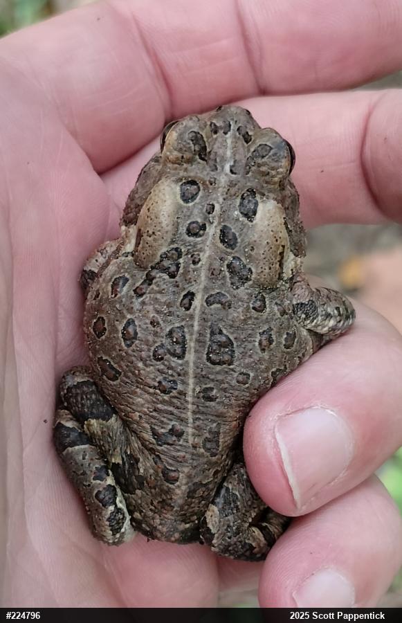 Fowler's Toad