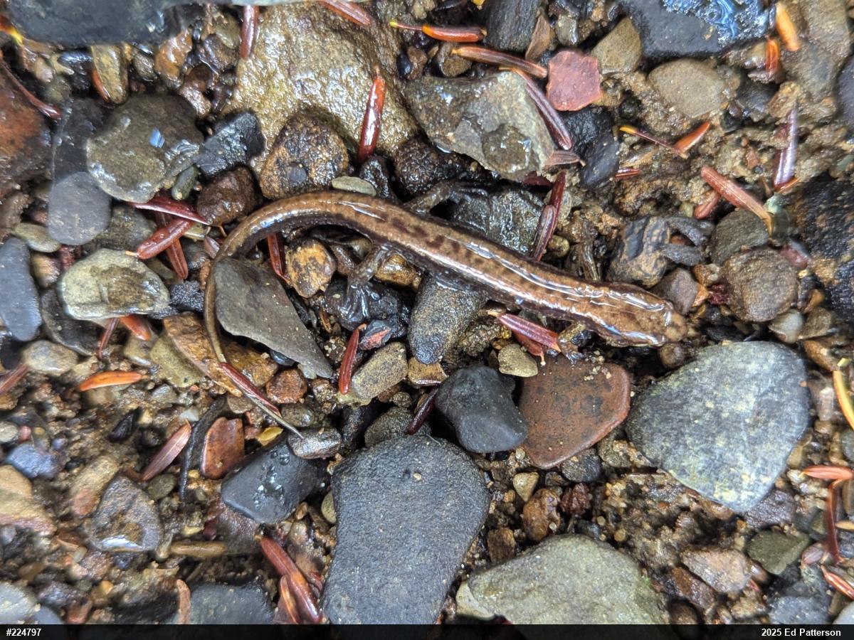 Allegheny Mountain Dusky Salamander