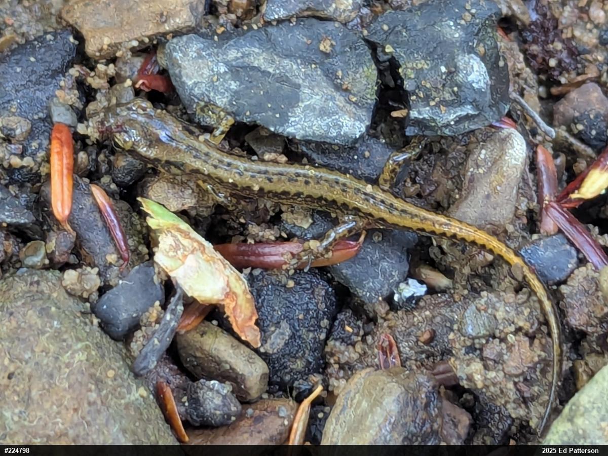 Eastern Long-tailed Salamander