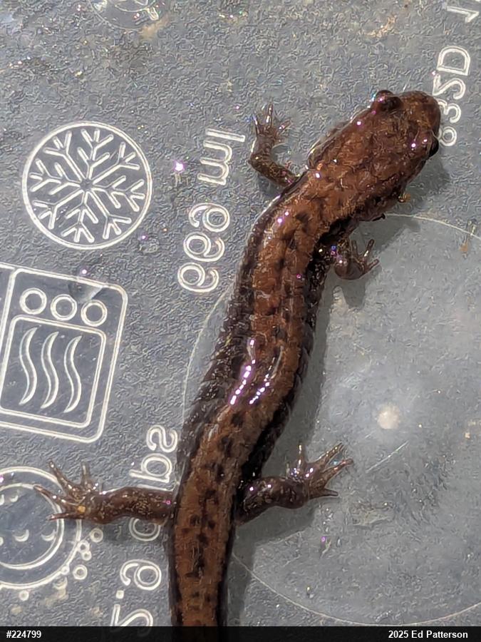 Allegheny Mountain Dusky Salamander