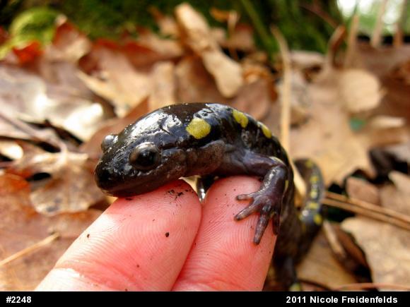 Spotted Salamander