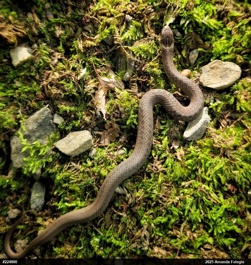 Dekay's Brownsnake