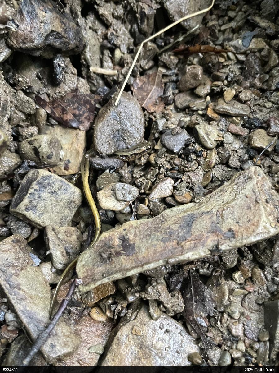 Northern Two-lined Salamander