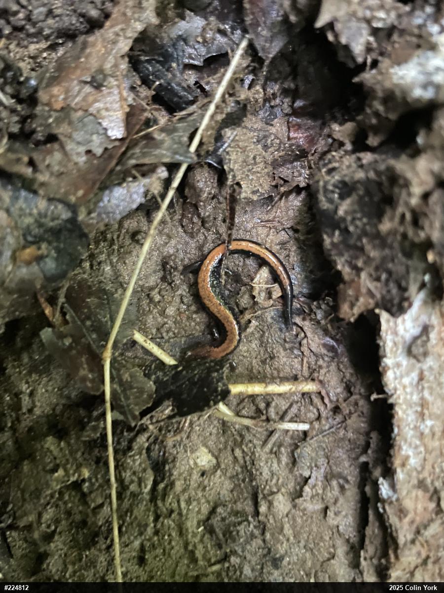 Eastern Red-backed  Salamander