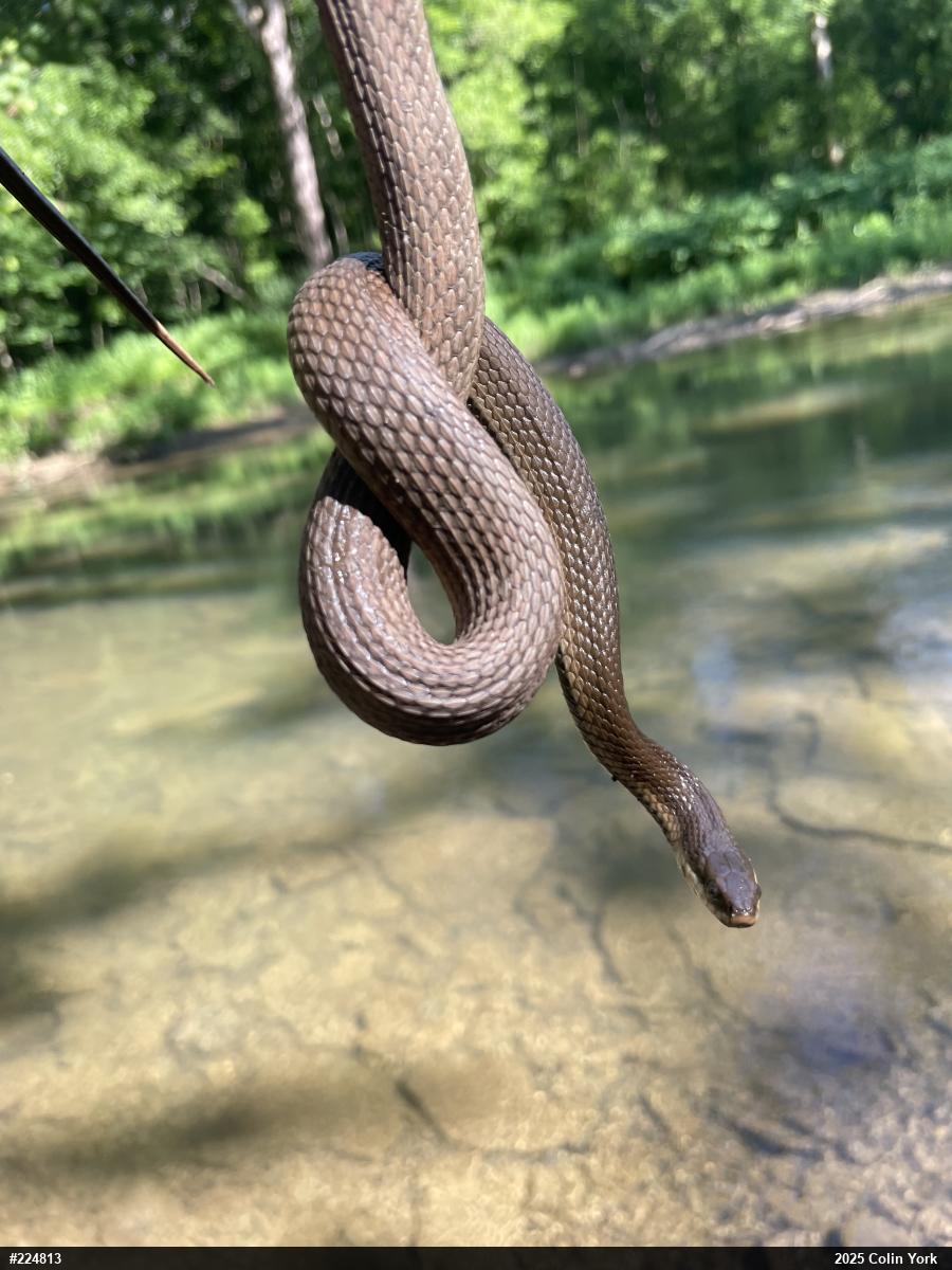 Queensnake