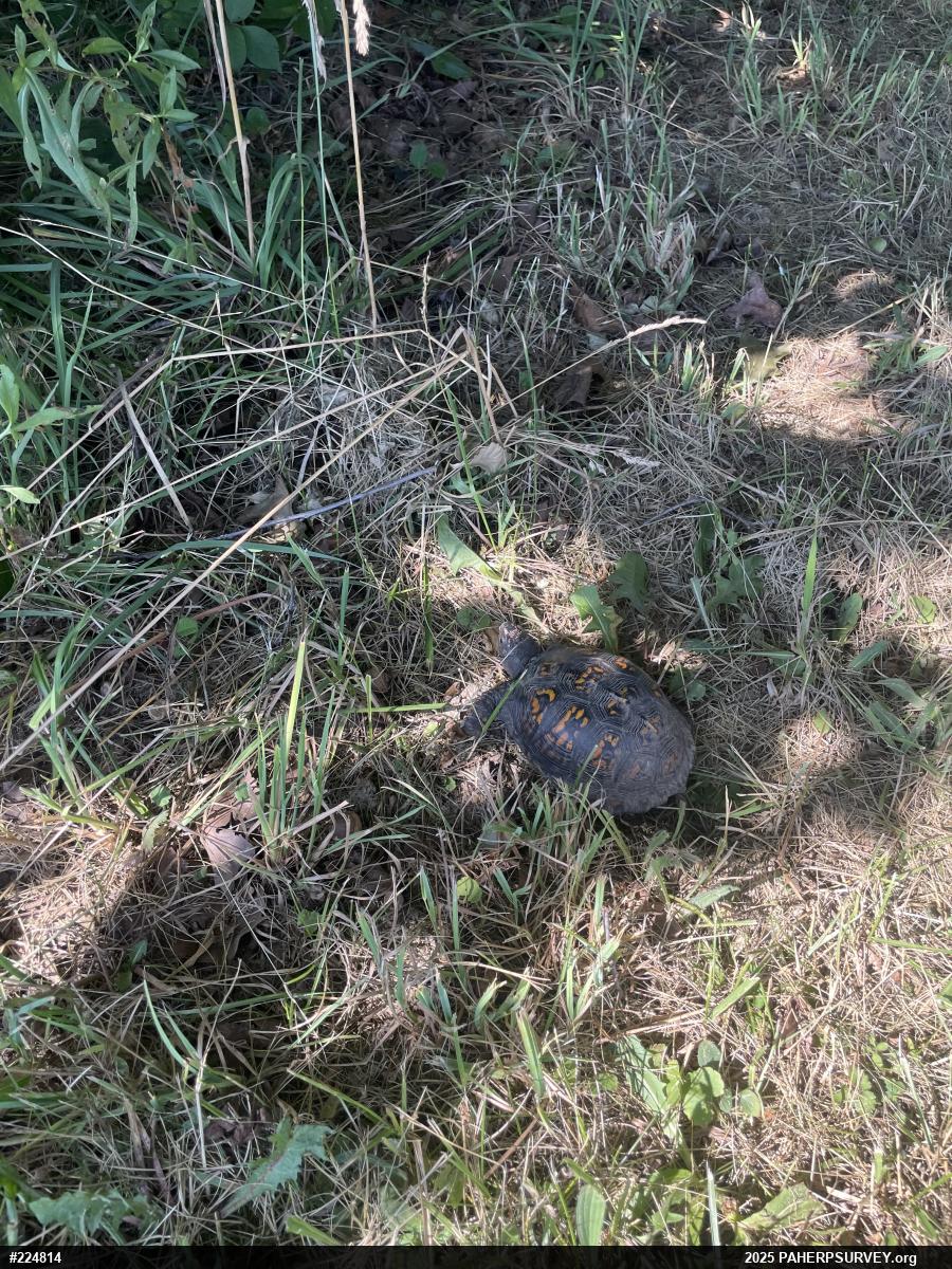 Eastern Box Turtle