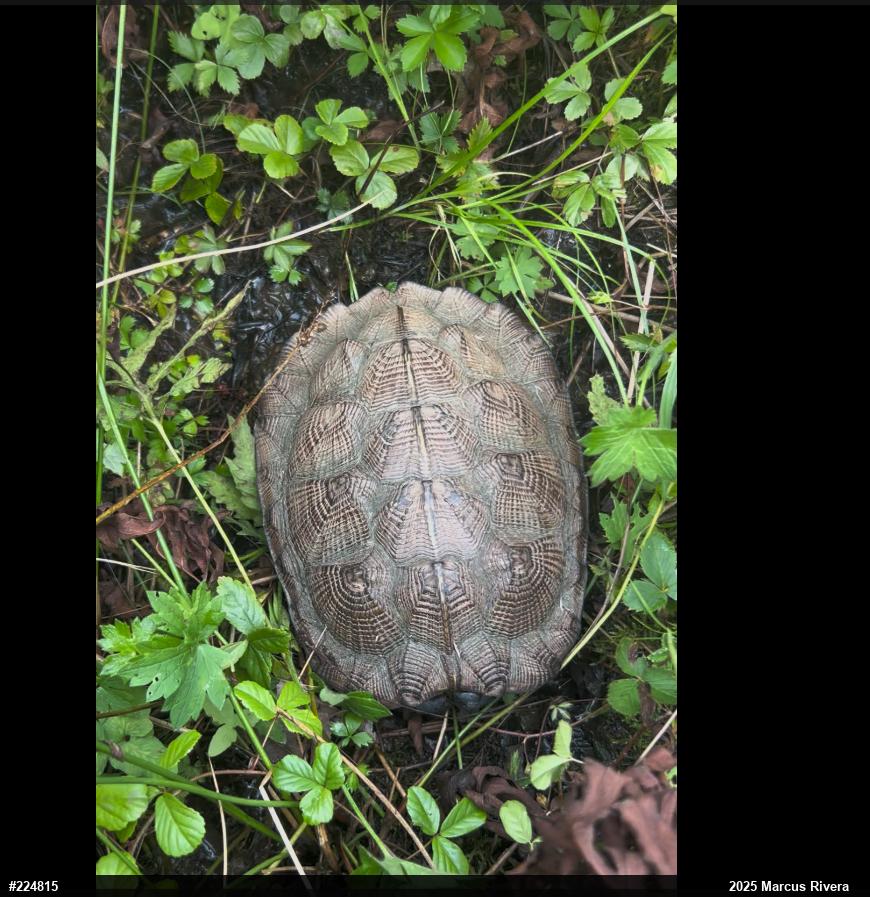 Wood Turtle