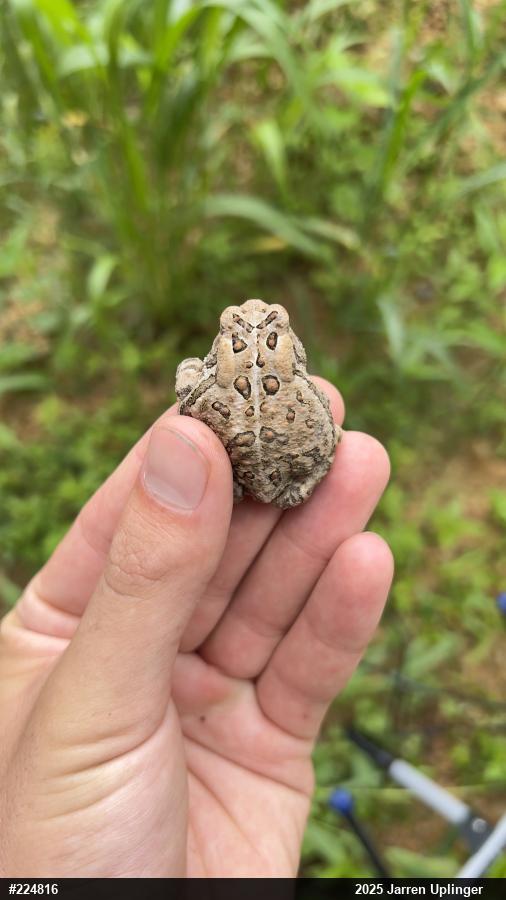 Eastern American Toad