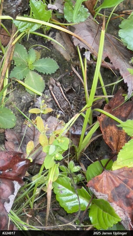 Pickerel Frog