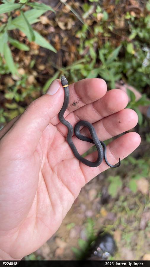 Northern Ring-necked Snake