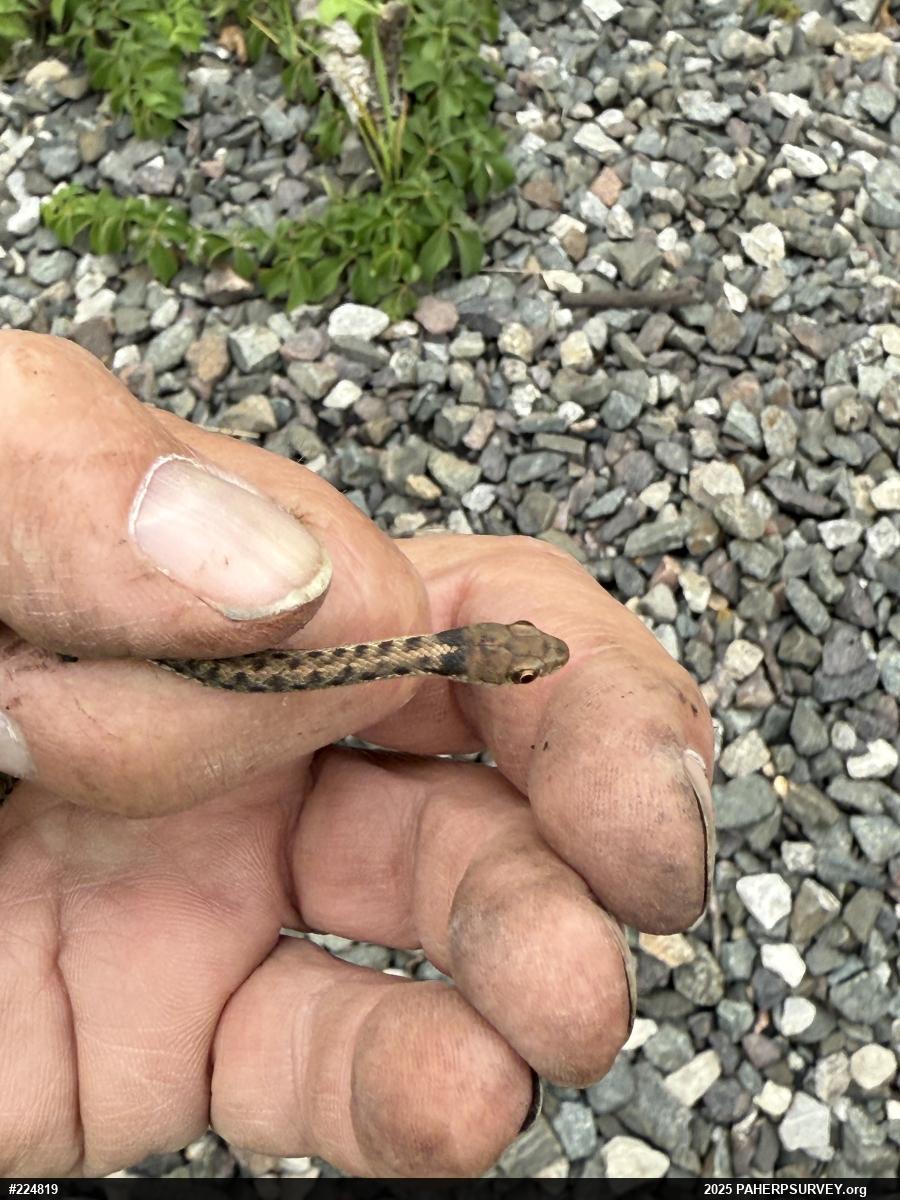 Eastern Gartersnake