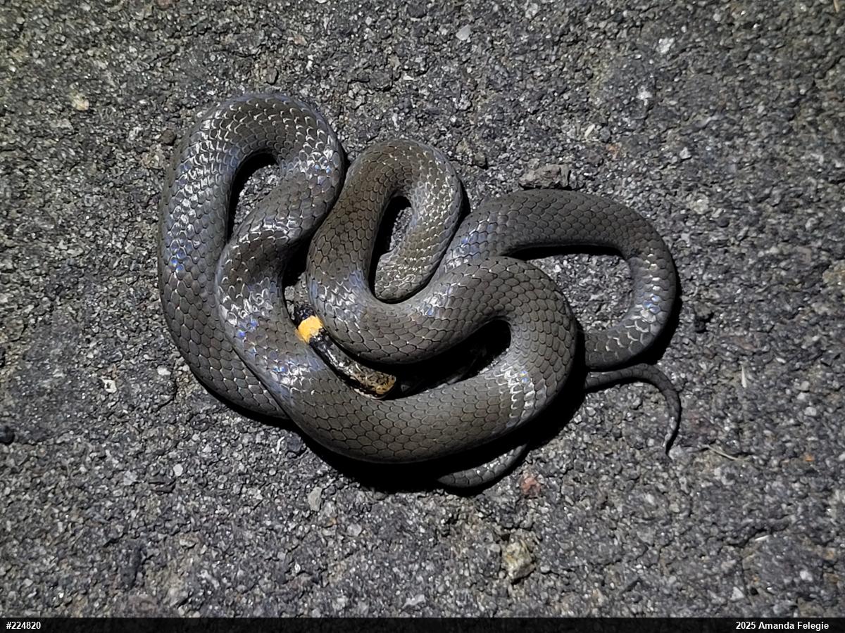 Northern Ring-necked Snake