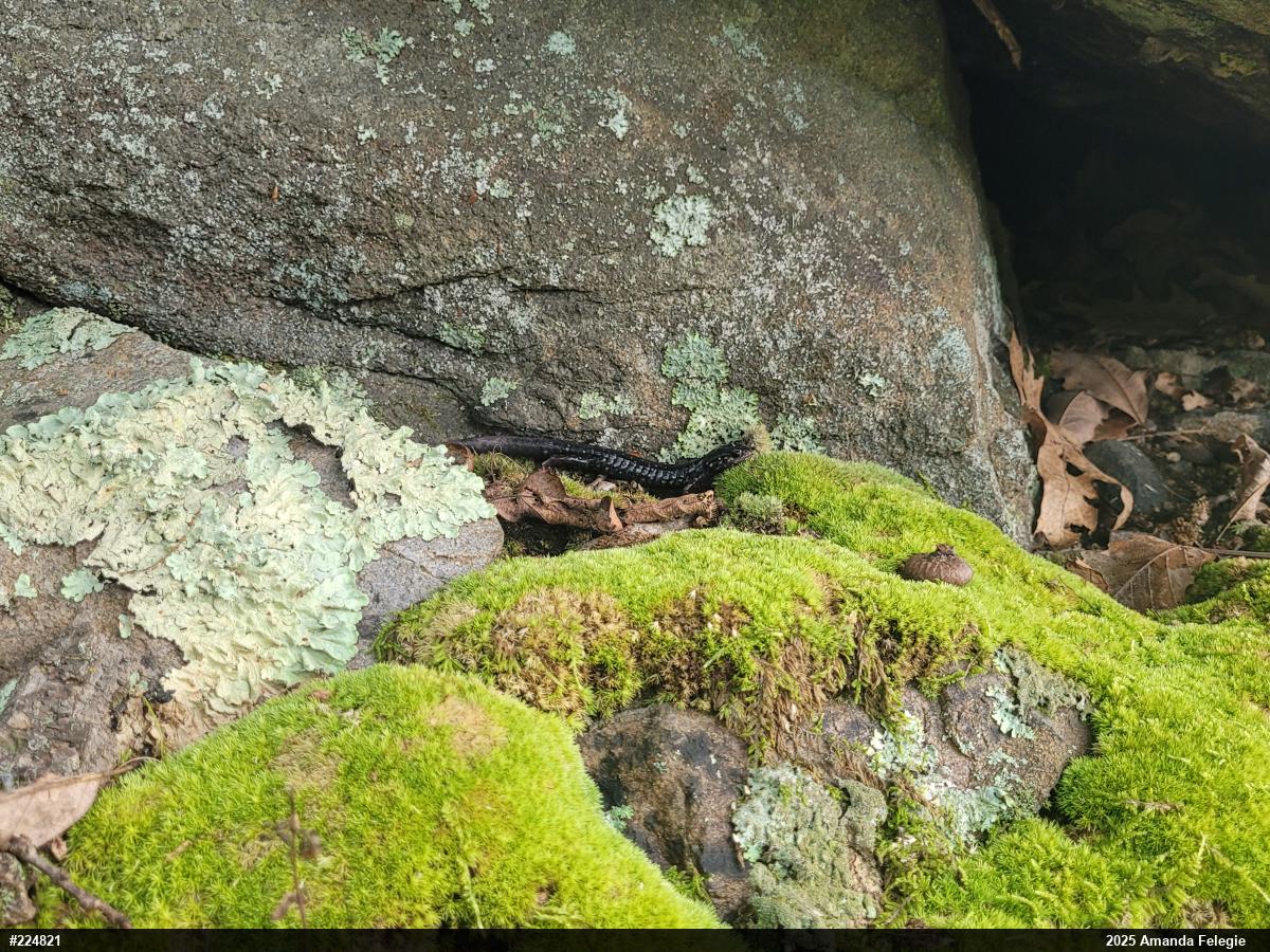 Northern Slimy Salamander