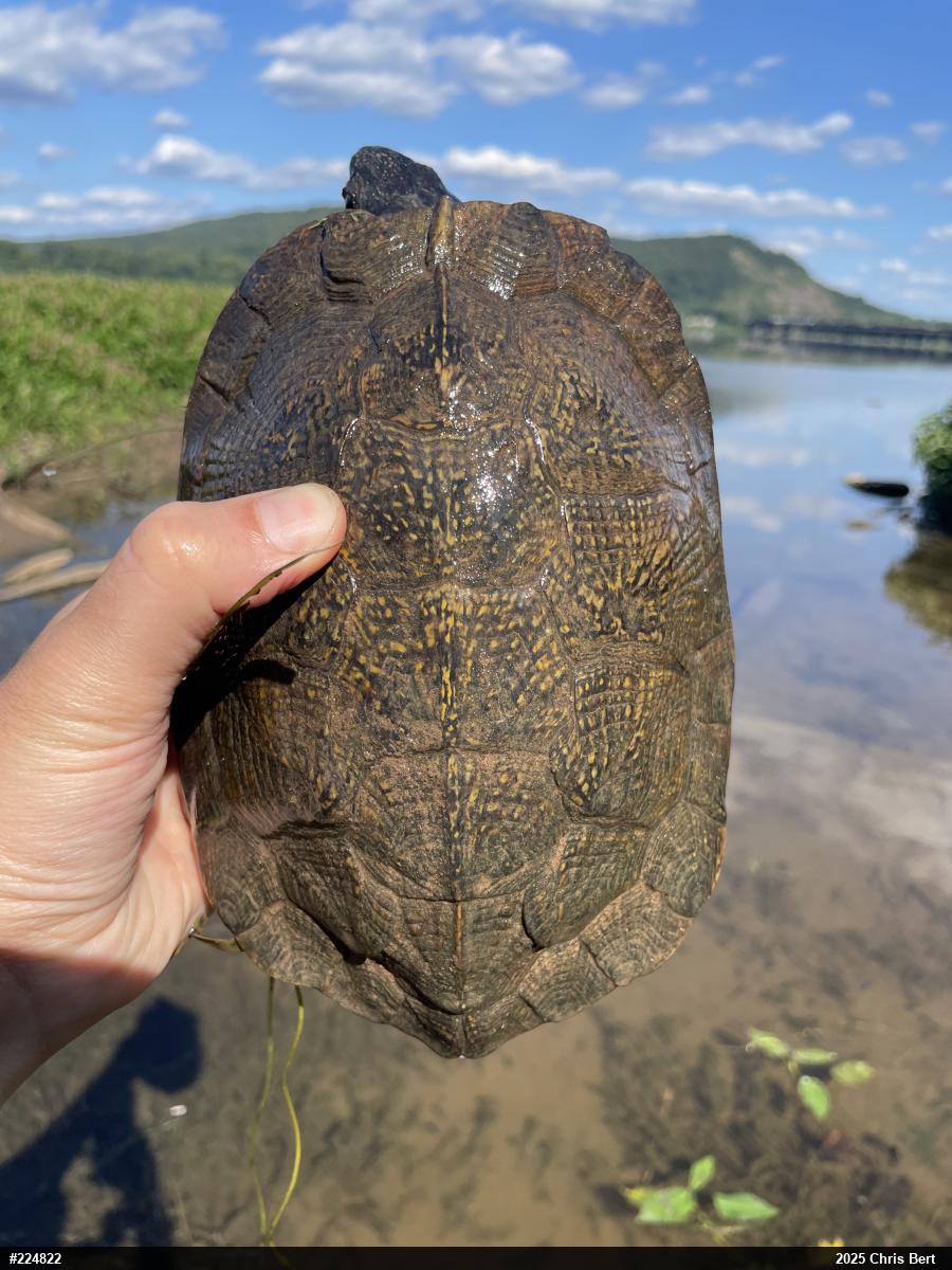 Wood Turtle